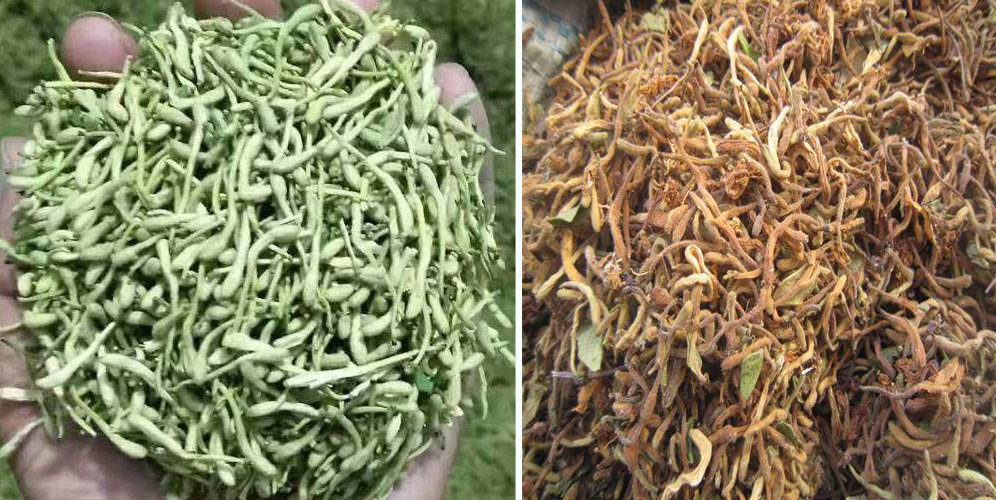 烘干金銀花畝產(chǎn)利潤(rùn)多少？專(zhuān)業(yè)廠家詳解真實(shí)利潤(rùn)